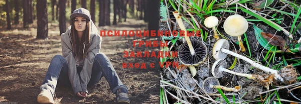 гидра Абаза
